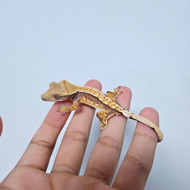 바브 화이트핀 트라이