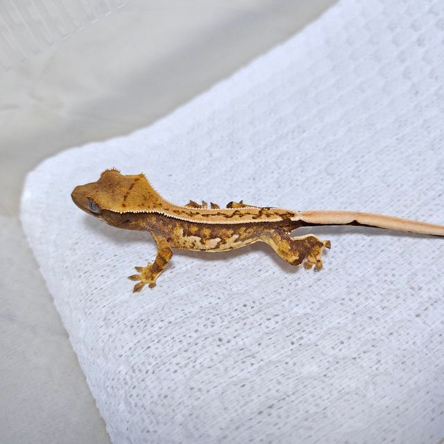 트라이