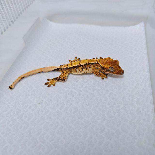 트라이
