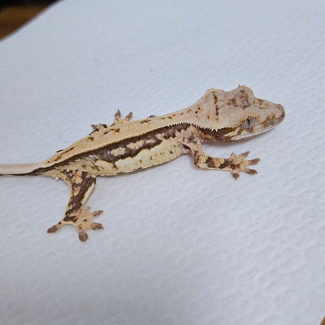 트라이 쿼드 드리피 화이트스팟