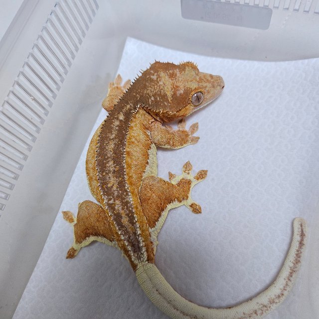 크림 팬텀 릴리화이트