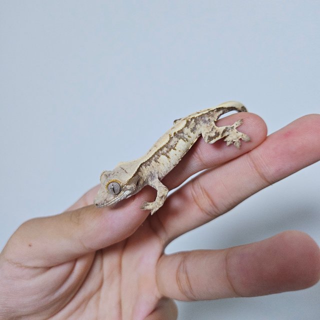 트라이 쿼드 화이트스팟