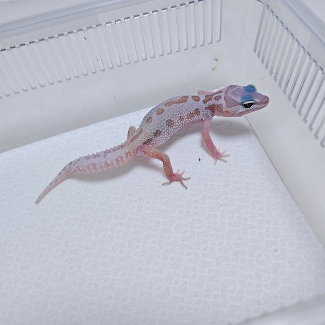 스노우 머피 패턴리스 사이퍼