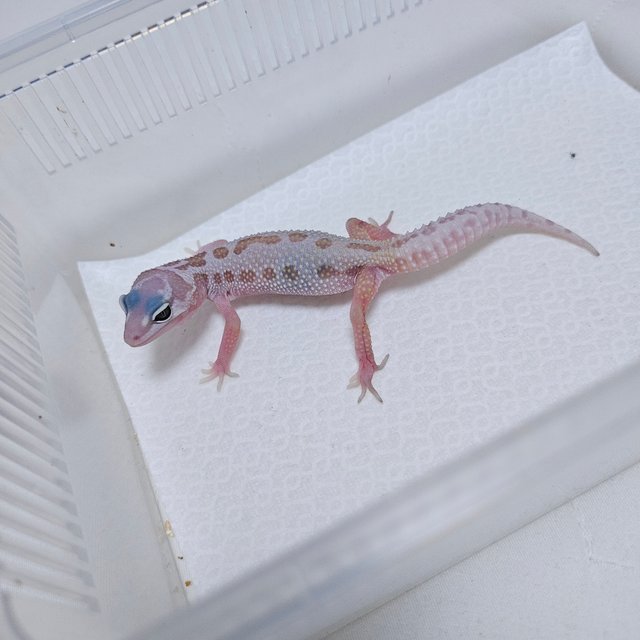 스노우 머피 패턴리스 사이퍼