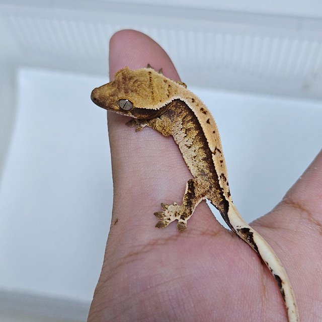 트라이 드리피 화이트스팟