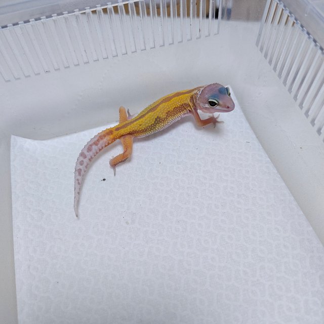 머피 패턴리스 사이퍼