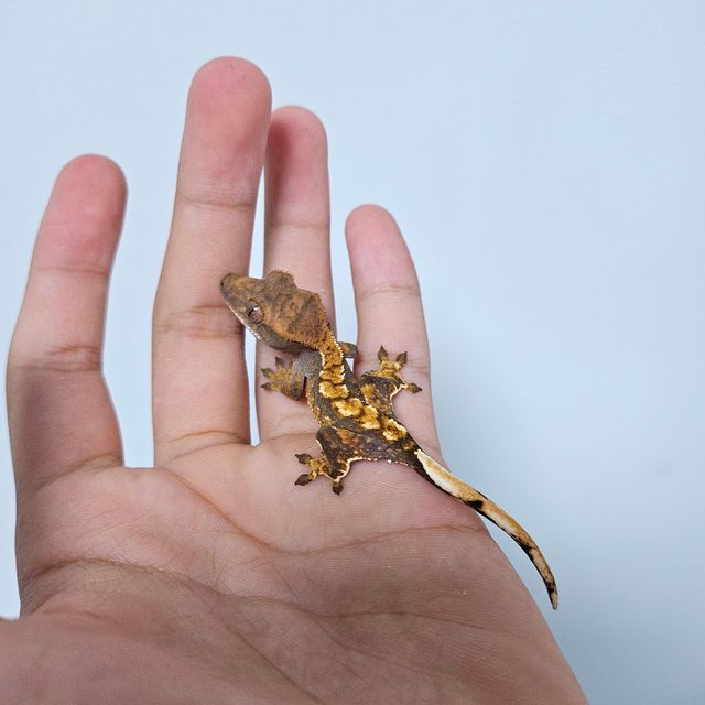 몬코사