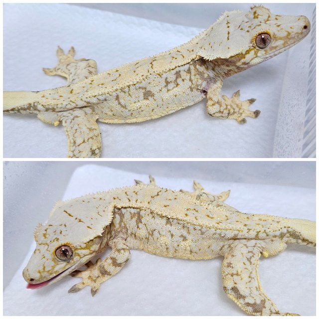 노멀 드리피 화이트스팟