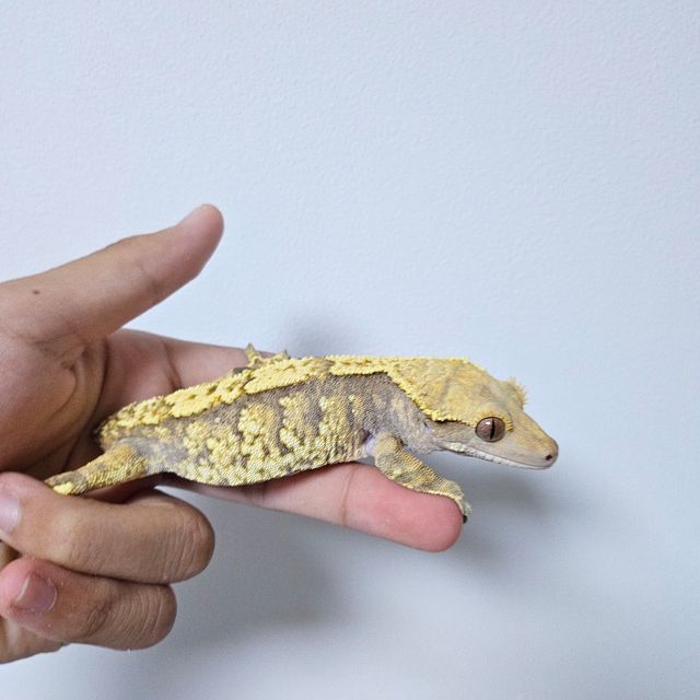 화이트스팟 트라이