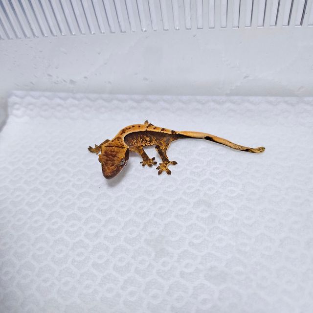 트라이 바브