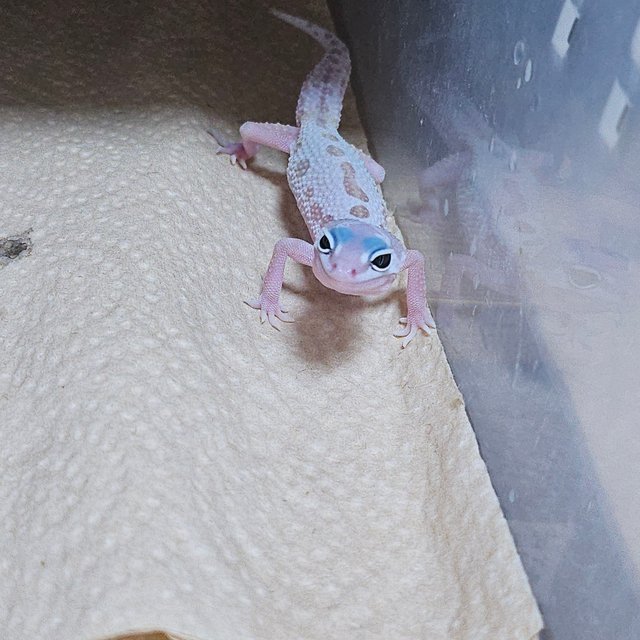 스노우 머피 패턴리스 사이퍼