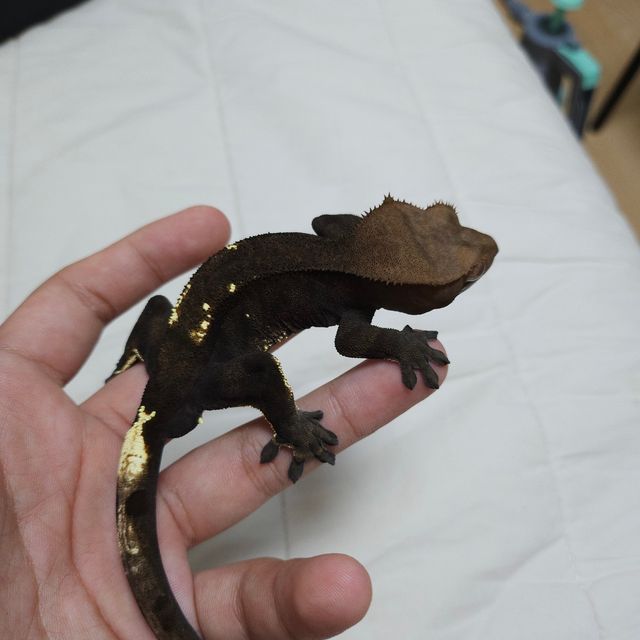 카푸치노