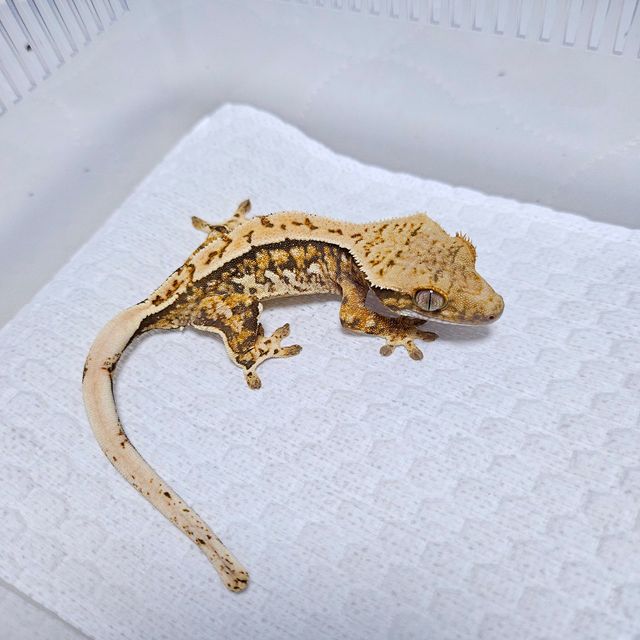 트라이 레이지