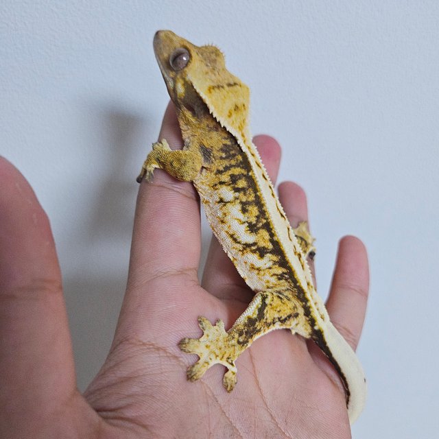 트라이 드리피 쿼드