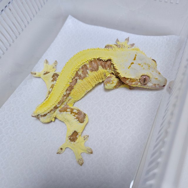 레드 릴리화이트