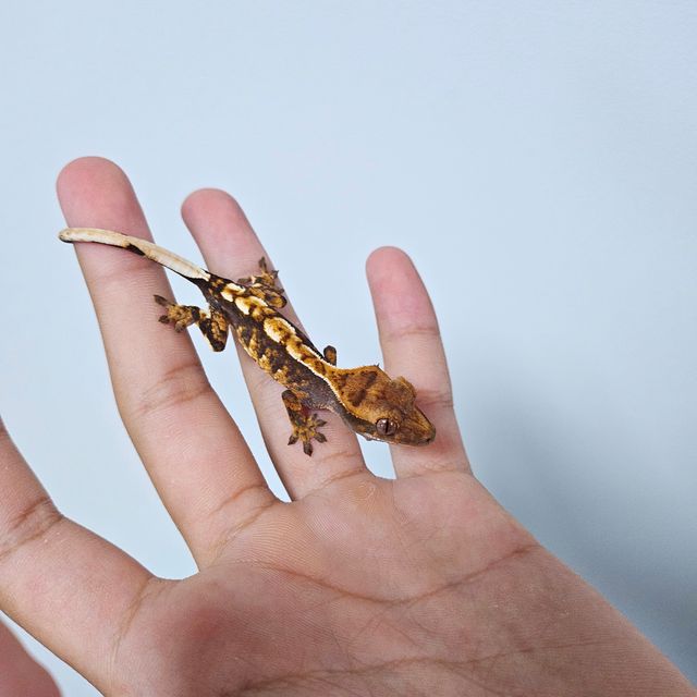 몬코사