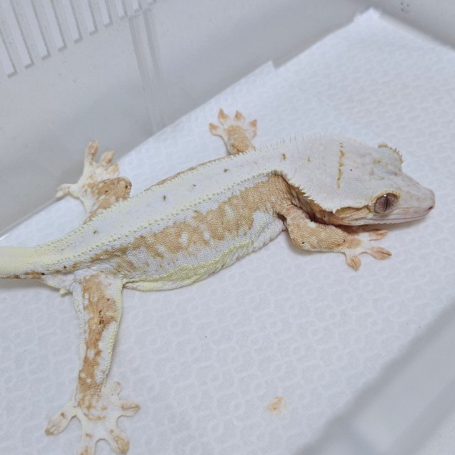 크림 릴리화이트