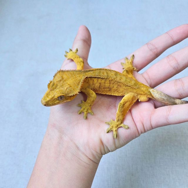 팬텀