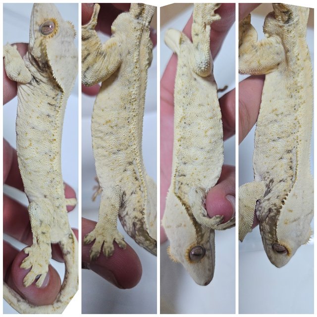 트라이 드리피 화이트스팟 화이트포트홀