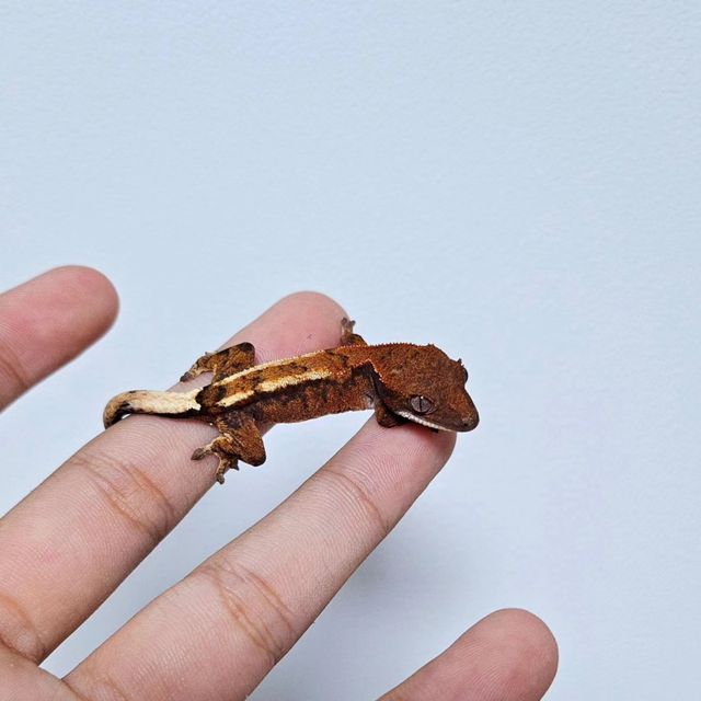 텐저린 슈퍼스트라이프 세이블