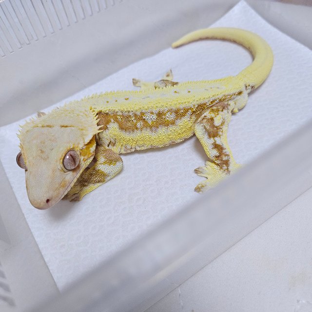 크림 릴리화이트