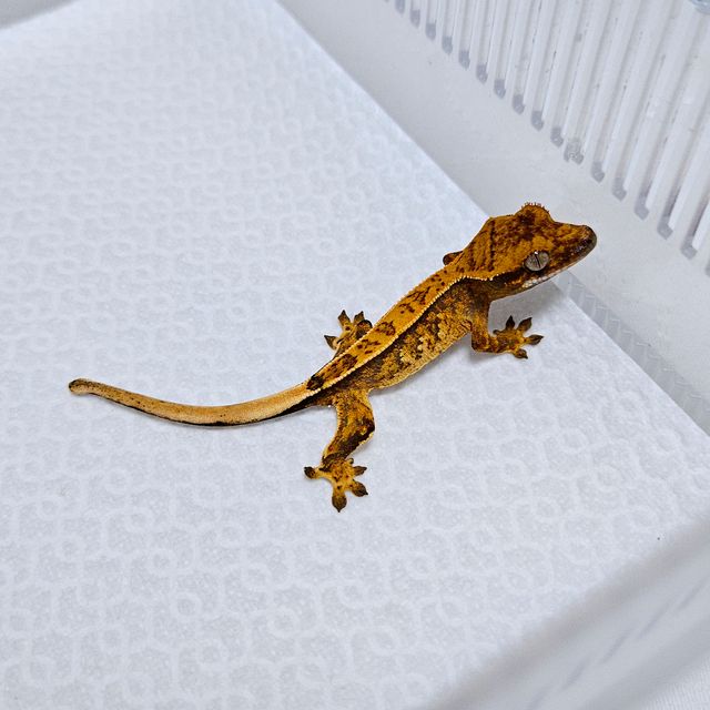 바브 풀핀 트라이