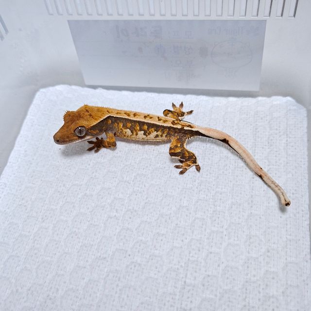 트라이