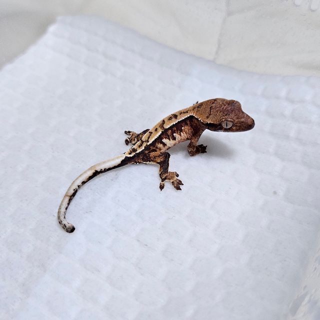 트라이