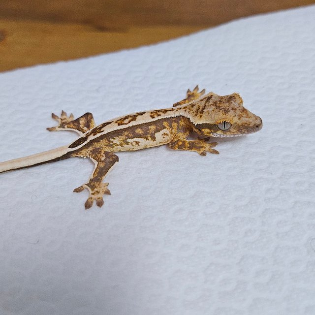 트라이 드리피 화이트스팟 쿼드