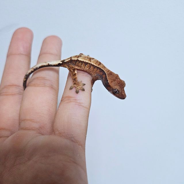 화이트핀 화이트스팟 세이블