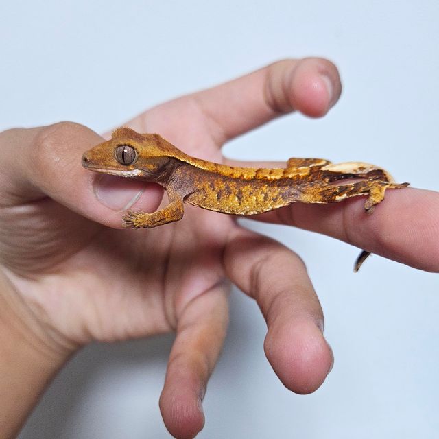 트라이 텐저린