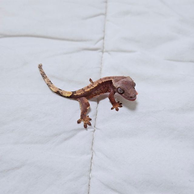 텐저린 트라이