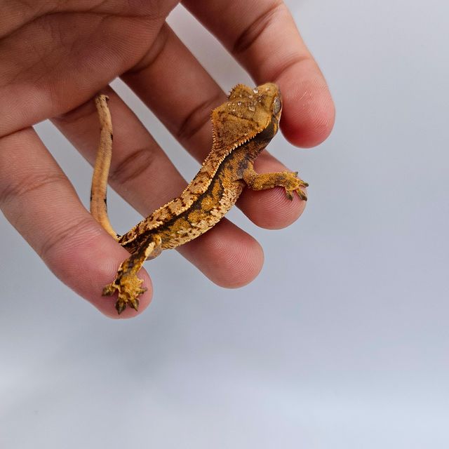 바브 트라이