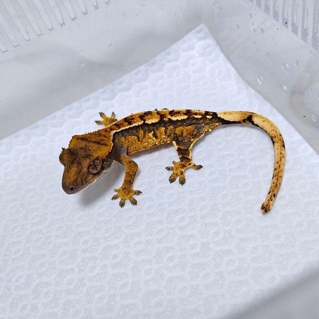 트라이