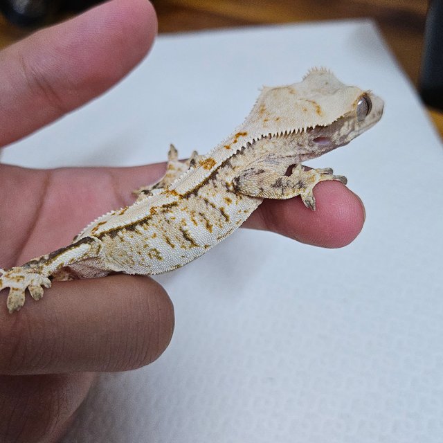 트라이 화이트스팟