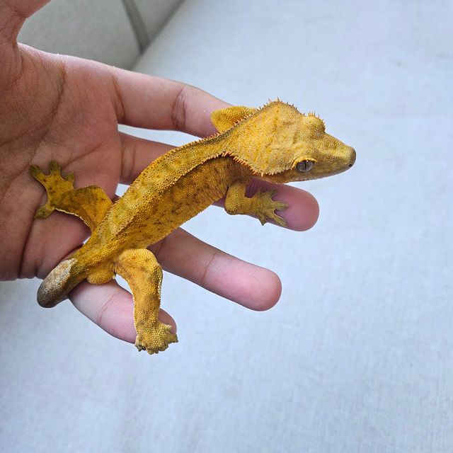 팬텀