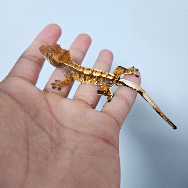 몬코사 텐저린 트라이