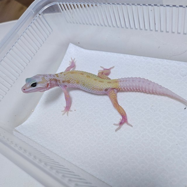 스노우 머피 패턴리스 사이퍼