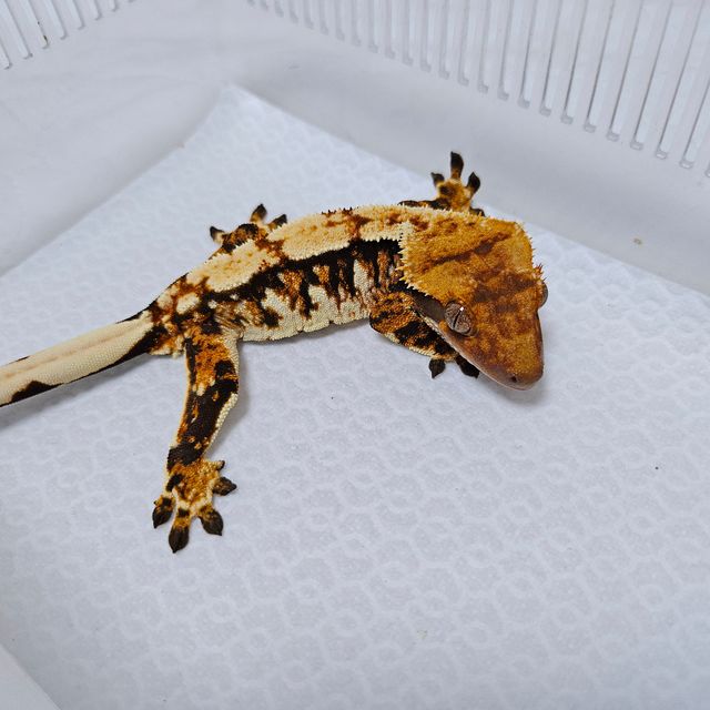트라이