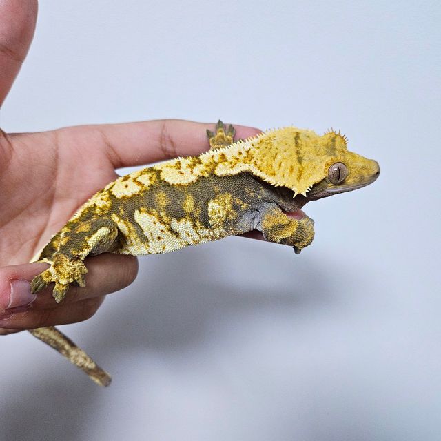 트라이