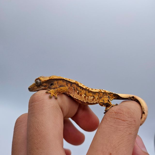 바브 트라이