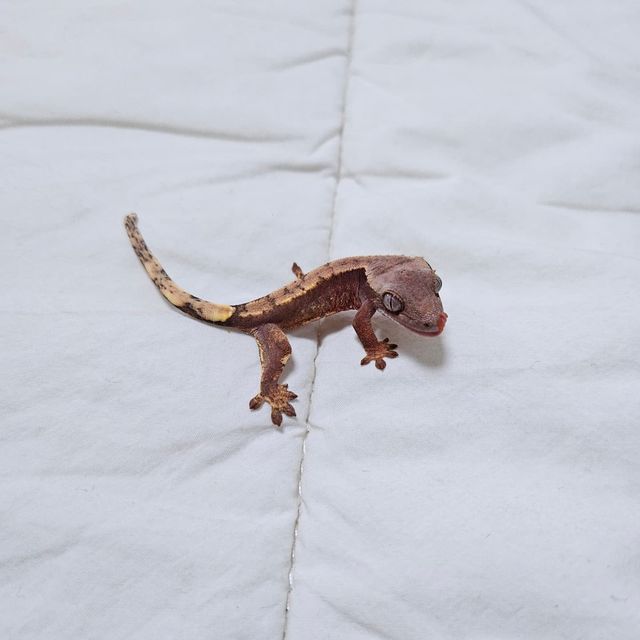 텐저린 트라이