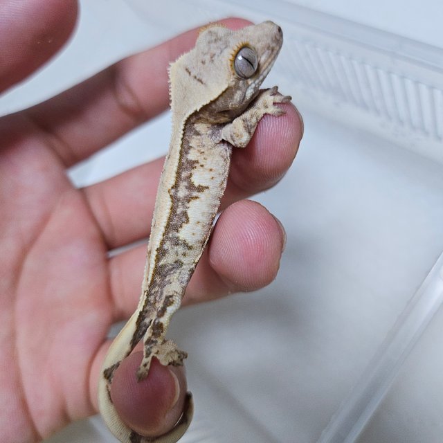 트라이 쿼드 화이트스팟