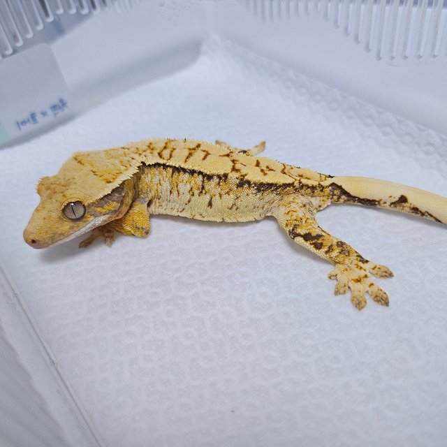 트라이 드리피 화이트스팟