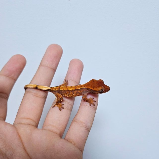트라이 텐저린