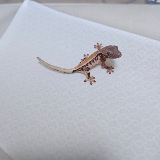 세이블 릴리100%헷아잔틱