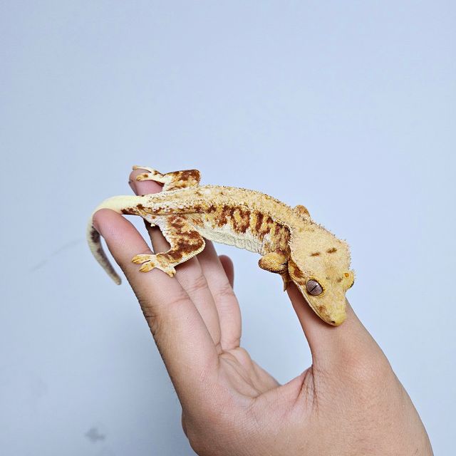 릴리100%헷아잔틱