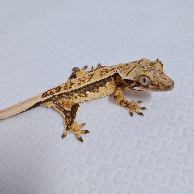 트라이 쿼드 화이트핀