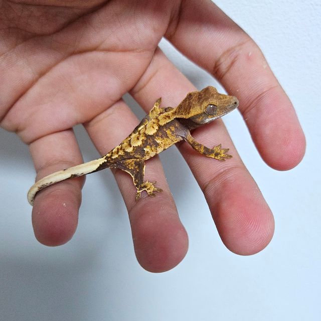 트라이