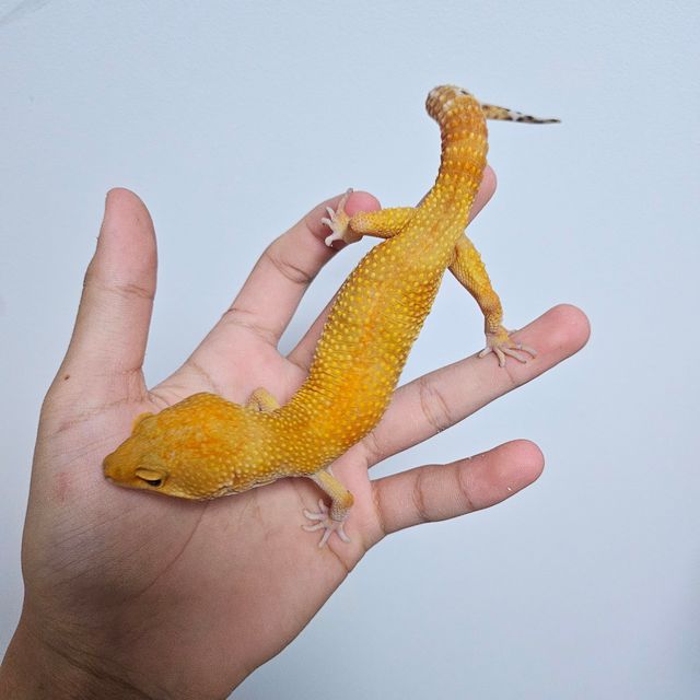썬글로우